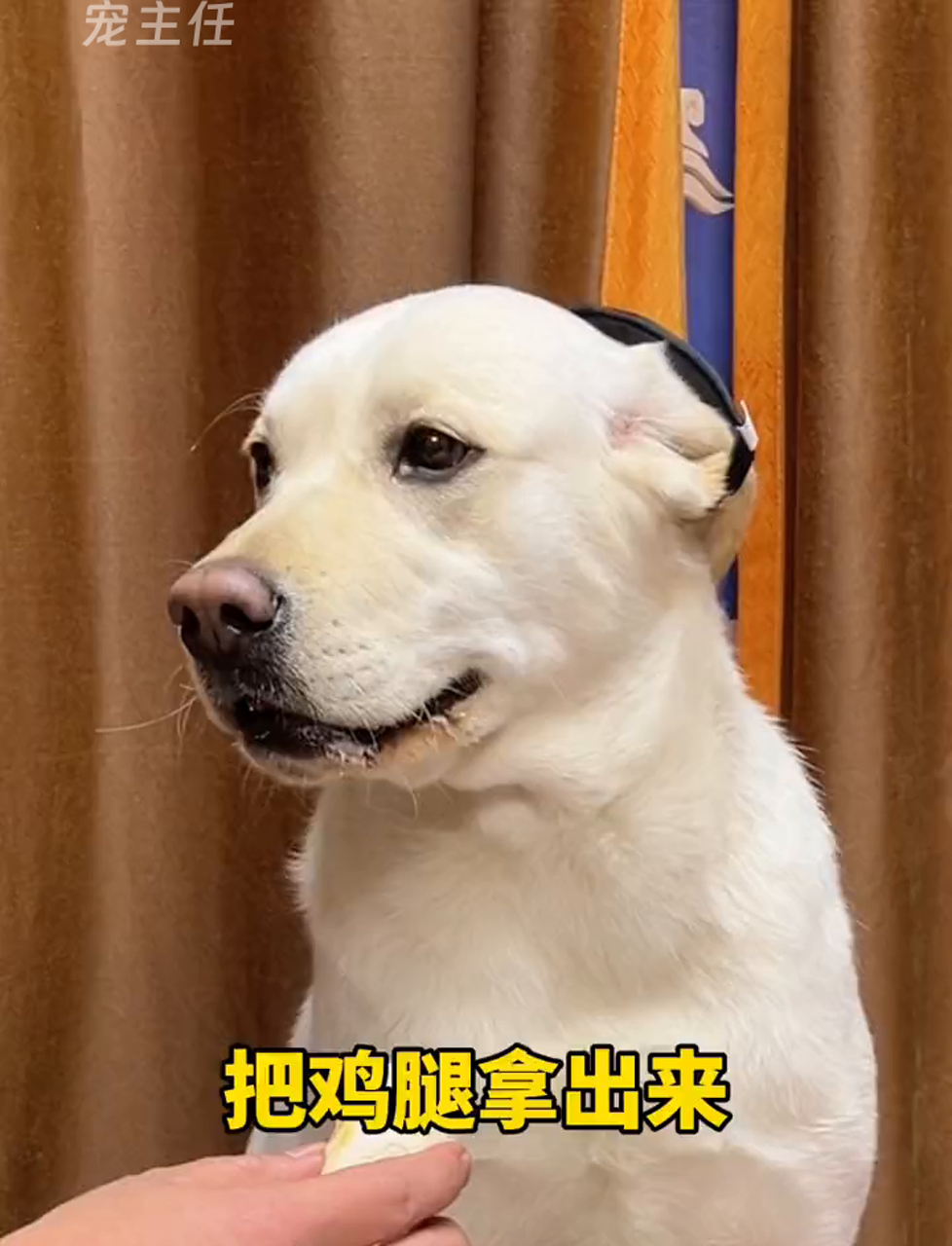 葡萄牙巨星赛后晒萌宠犬照片获粉丝点赞的简单介绍